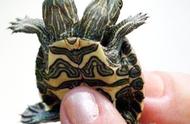 巴西龟：外来物种中的潜在威胁