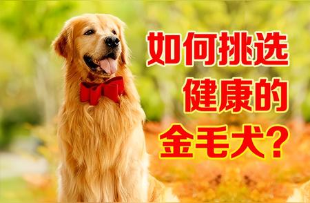 揭秘金毛犬纯种鉴别技巧