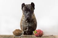 揭秘狗狗冻干食物：什么是冻干食物？有哪些好处？狗狗是否喜欢？