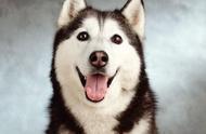 哈士奇：西伯利亚雪橇犬的魅力与特点