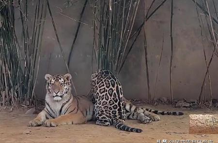 罕见动物图谱：探索打工豹与霸气老虎的互动瞬间