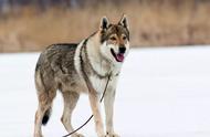 揭秘最像狼的狗狗：狩猎与撒娇的完美结合