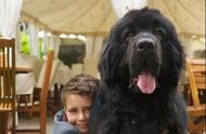 黑色狗狗的魅力：探秘最受欢迎的8种黑色犬种