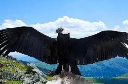 揭秘阿根廷巨鹰：翅膀超7米，身高超2米，真的以狮子为食吗？