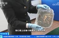 北京海关截获活体火蝾螈，保护野生动物刻不容缓