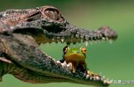 探索宠物鳄鱼的世界：了解这些可爱的爬行动物