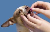 揭秘：犬用驱虫药真的能够抗癌吗？