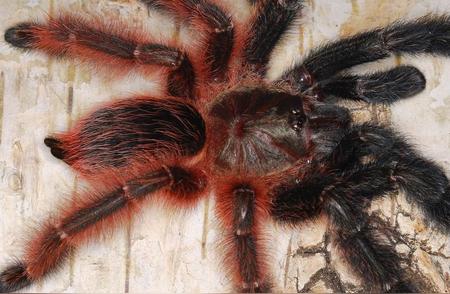 揭秘火玫瑰蜘蛛：为何它们成为宠物界的黑马？