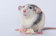 宠物鼠健康监测：如何判断生病迹象