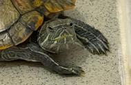 探索巴西龟冬眠椰土：最佳选择还是普通货色？