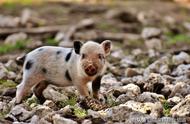 探索宠物猪的魅力：为何它们如此可爱？