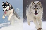 探究哈士奇与狼的基因：高度相似是否能被认定为同类？
