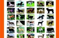 河南公布禁养犬只名录：50类犬只被禁止饲养