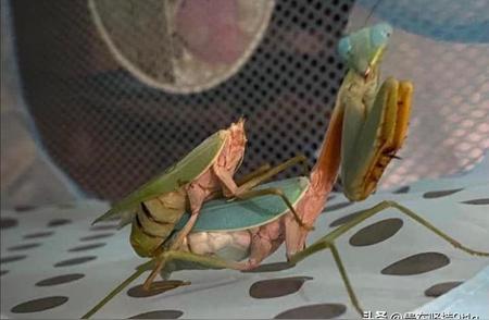 探索生物界的奇妙现象：螳螂的惊人交配，地犀鸟吞兔的奇观