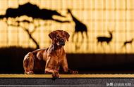 揭秘全球禁止的五种凶猛犬种：为何它们如此好斗？