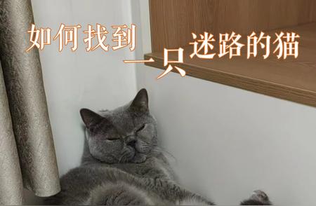 专业找猫团队：如何高效寻找迷路的猫咪