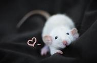家鼠：实验鼠与宠物鼠的前身