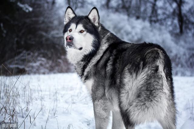 8种超像狼的狗狗，其中一只是小短腿，大概是最可爱的狼犬