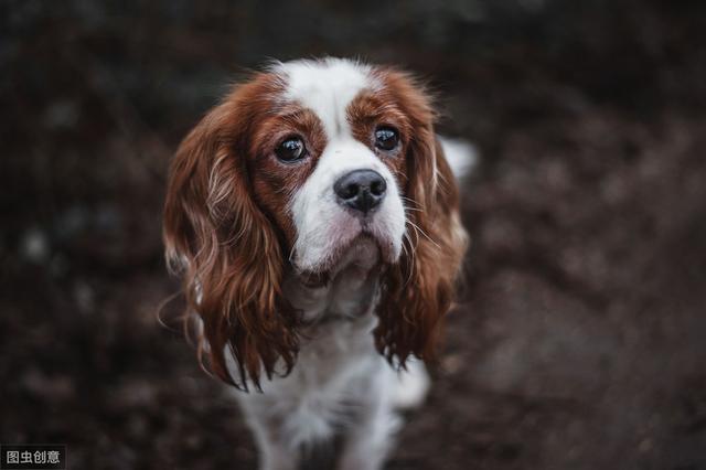 以前日本的贵族犬，超像北京犬的日本狆，究竟是什么来历？