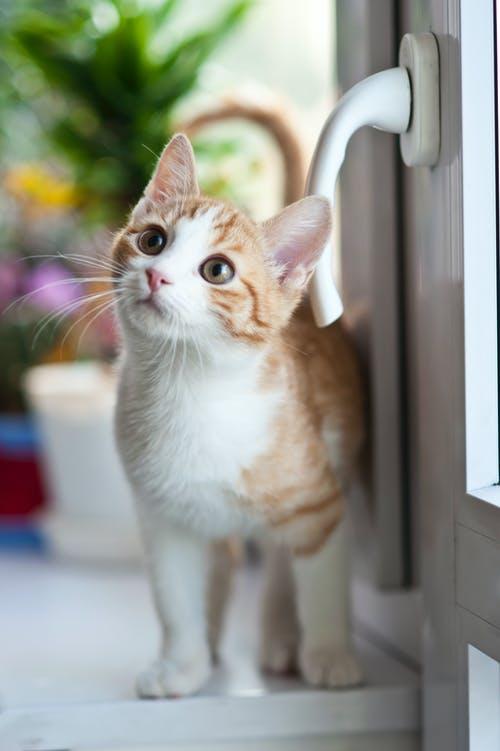 壁纸—可爱迷人小猫咪，萌宠系列4（11张宠物漂亮美图）