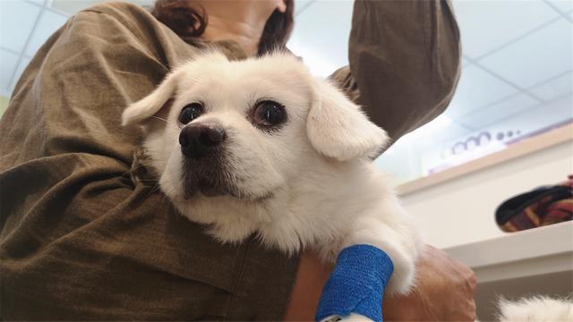医生给12岁的京巴打针，狗狗害怕的样子像极了小孩