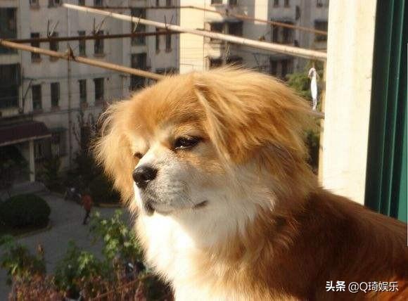 萌宠——西藏猎犬