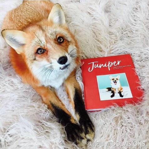 人气宠物“微笑狐狸Juniper”，看着她每天心情都是棉花糖！