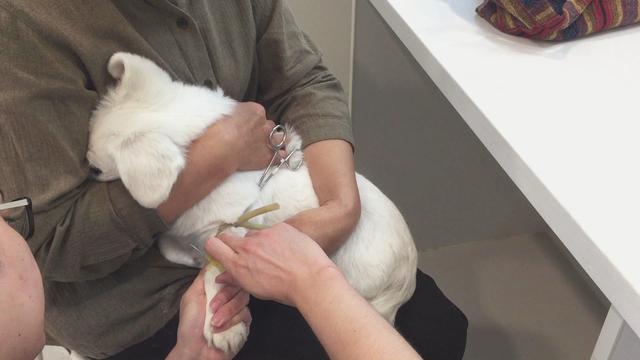 医生给12岁的京巴打针，狗狗害怕的样子像极了小孩