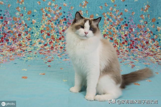 猫界大小姐、宠物界新贵、让人着迷的仙女猫——布偶猫
