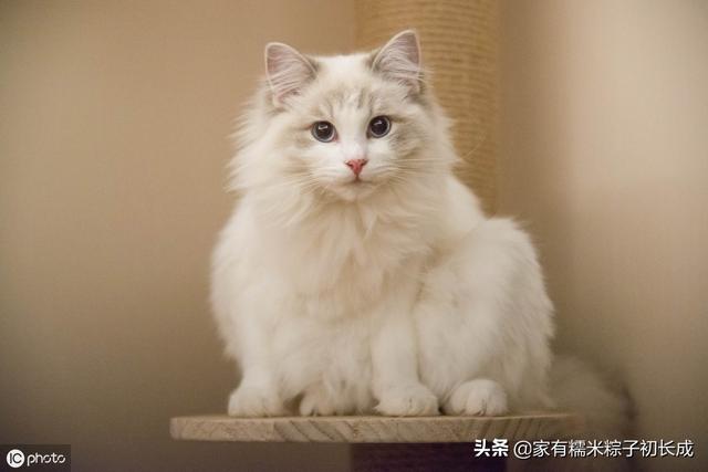 猫界大小姐、宠物界新贵、让人着迷的仙女猫——布偶猫
