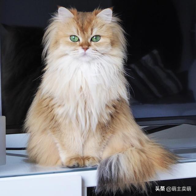 波斯猫一身蓬松的长毛真漂亮