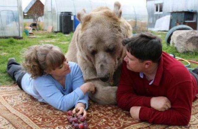 俄罗斯夫妇将棕熊当作宠物，带其逛公园回头率超高