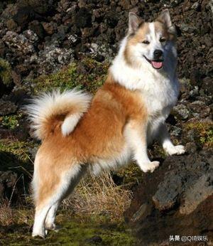牧羊犬——冰岛牧羊犬