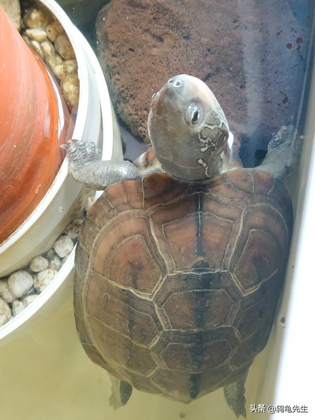 呆萌的乌龟：花龟、草龟和花草杂简介与养法