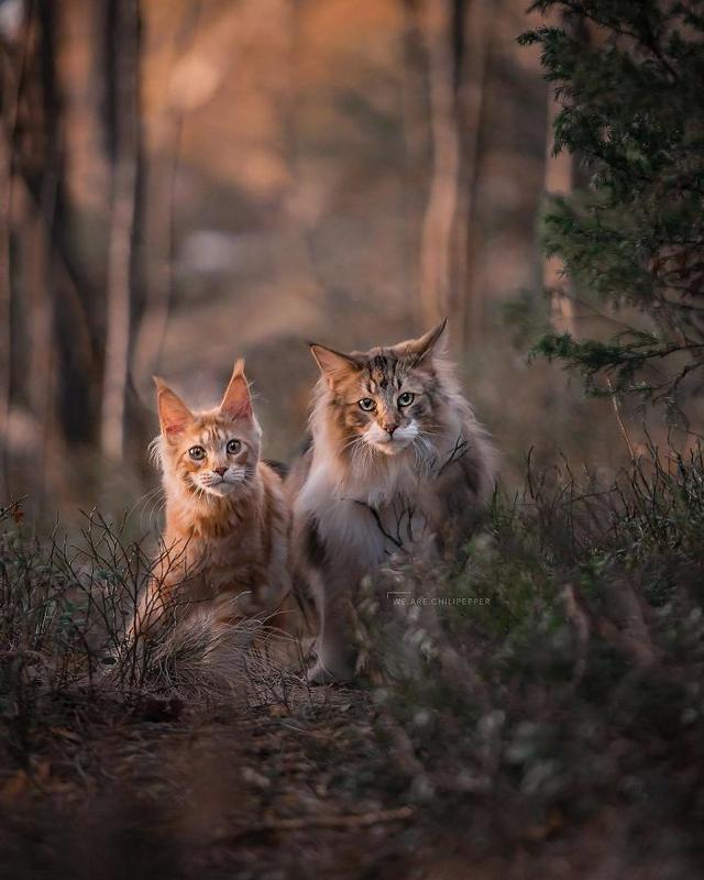 威武的王者—挪威森林猫