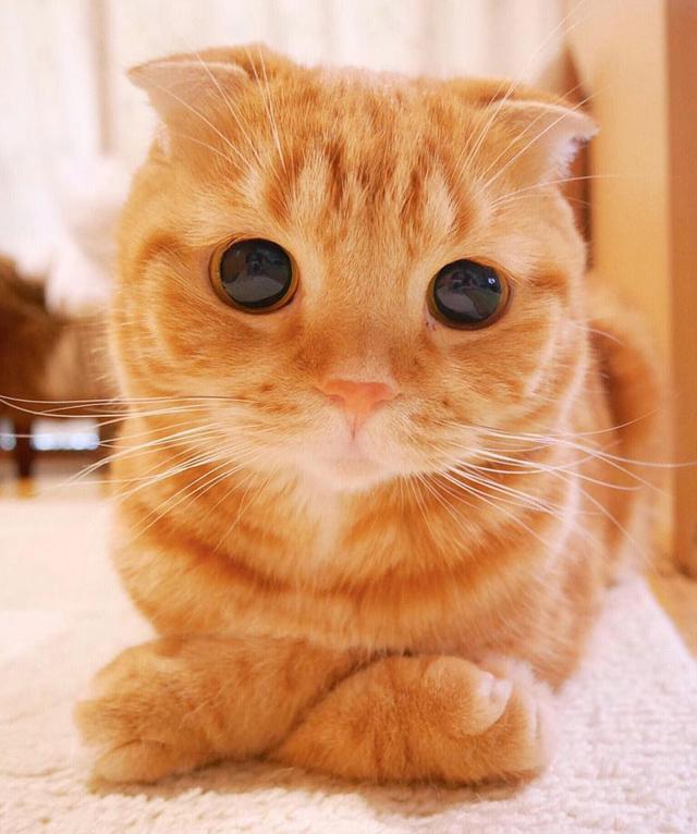全球最美的18只猫咪，每只都超级呆萌，看第一眼就想养它