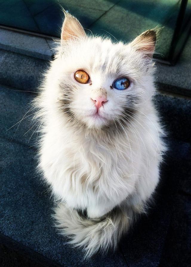 全球最美的18只猫咪，每只都超级呆萌，看第一眼就想养它