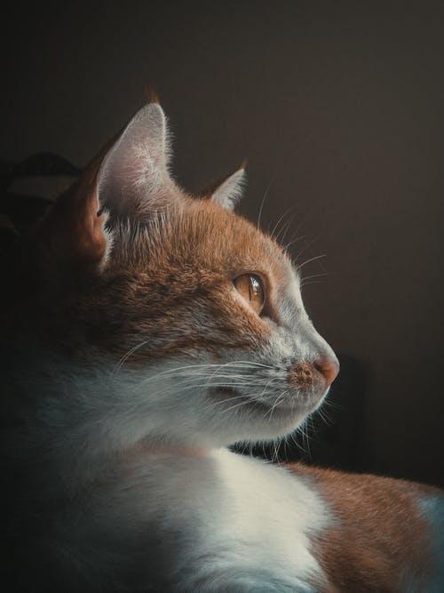 壁纸—可爱迷人小猫咪，萌宠系列2（11张宠物漂亮美图）