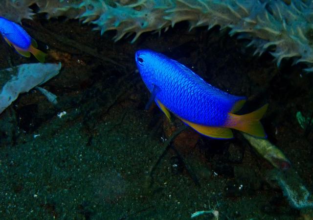 水摄之海鱼（42）-雀鲷（2）：黄尾蓝魔