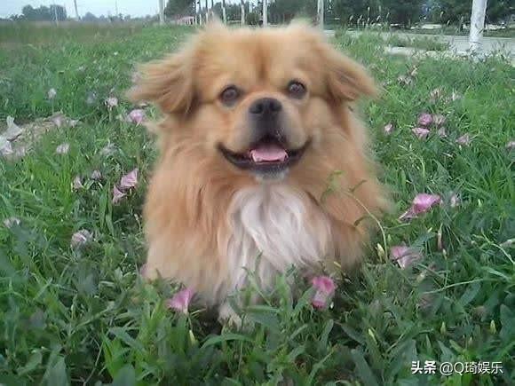 萌宠——西藏猎犬