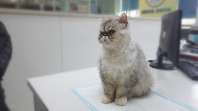 医院来了一只加菲猫，外表凶狠实则却是个小可爱