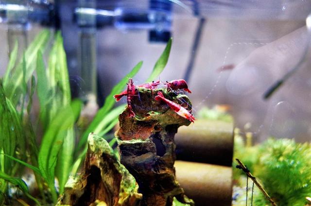 图虫人文摄影：投喂观赏虾是一种乐趣
