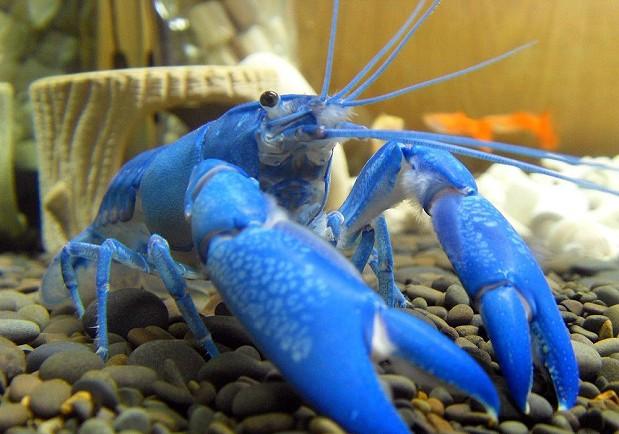 吃货，你敢吃吗？蓝色的“麻辣小龙虾”——蓝魔虾