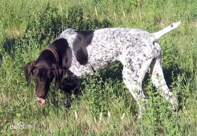 波音达猎犬：嗅觉能力超强，奔跑速度敏捷！