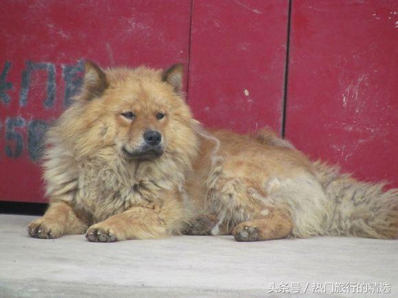 中华田园犬三大品系之两广品系，擅捕猎，战斗力强