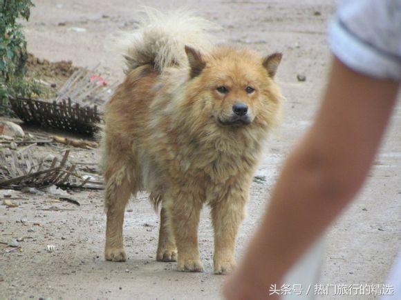 中华田园犬三大品系之两广品系，擅捕猎，战斗力强