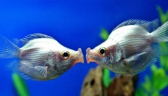 动物图集：接吻鱼