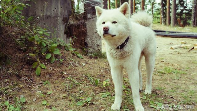 日本名犬秋田犬