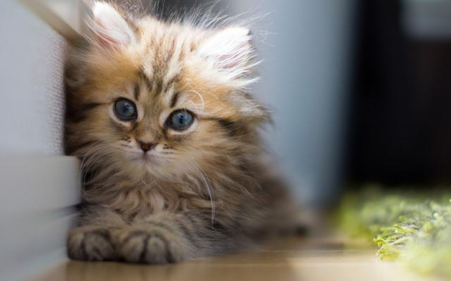 萌宠图集：可爱高贵的小猫咪