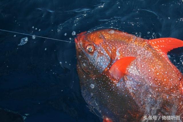 体型巨大被誉为“深海牛排”，它是人类所知的第一种温血鱼类